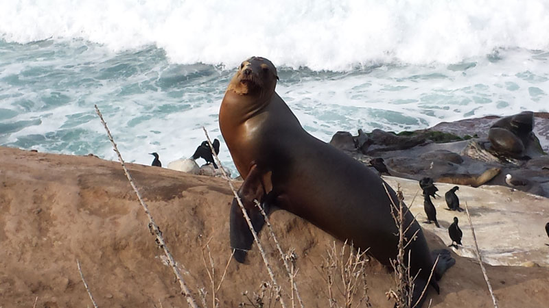 Sea Gl At Shell Beach La Jolla San Go California Seal Basking On Rocks At Beach La Jolla