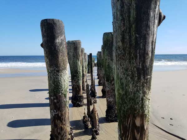 Bay Head Beach Don T Miss This Amazing Sea Gl Paradise Old Wooden Pier Pilings On Bay Head Beach In New Jersey