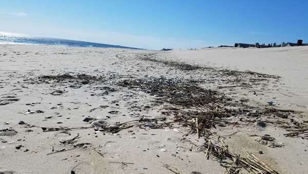 Bay Head Beach Don T Miss This Amazing Sea Gl Paradise Sand And Line Of Ocean Debris Along The Beach In Bay Head New Jersey