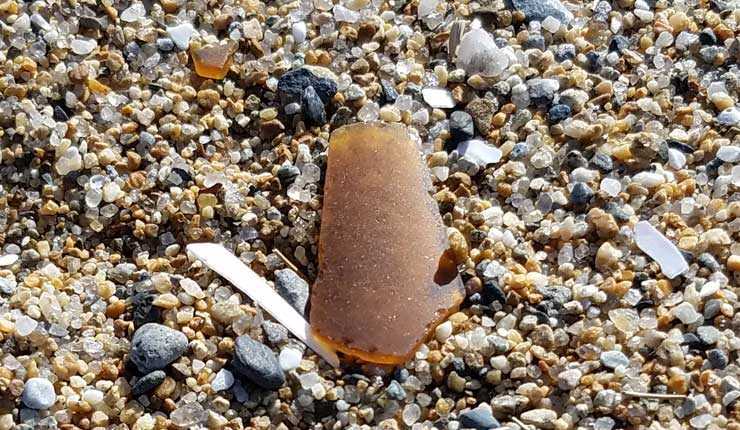 Searching For Authentic Sea Gl At Old Orchard Beach Borwn Sea Gl In The Sand At Old Orchard Beach Maine