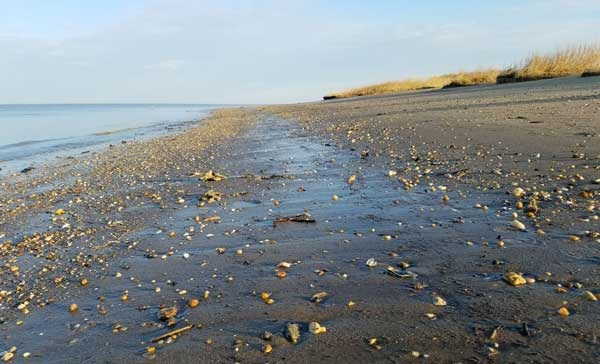 Woodland Beach Perfect For Finding Sea Gl Treasures Woodland Beach Delaware